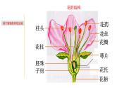 1.4 植物生殖方式的多样性-七年级科学下册知识点讲解与规律总结（浙教版）课件PPT