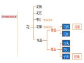 1.4 植物生殖方式的多样性-七年级科学下册知识点讲解与规律总结（浙教版）课件PPT