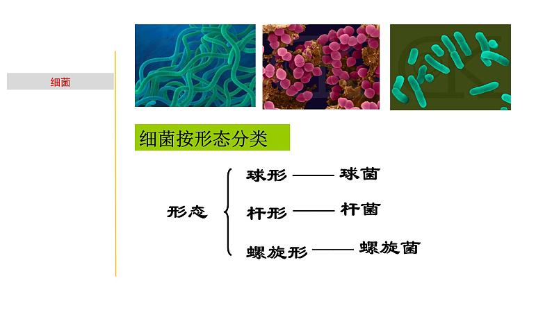 1.5 细菌和真菌的繁殖-七年级科学下册知识点讲解与规律总结（浙教版）课件PPT05