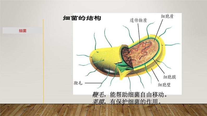 1.5 细菌和真菌的繁殖-七年级科学下册知识点讲解与规律总结（浙教版）课件PPT06