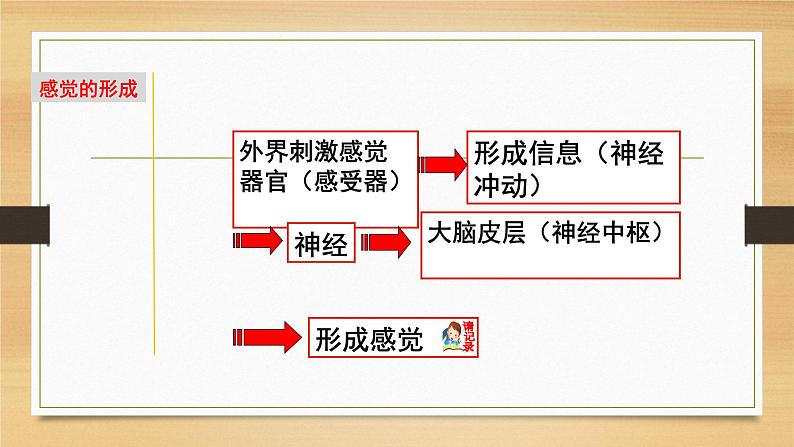 2.1 感觉世界&声音的产生和传播-七年级科学下册知识点讲解与规律总结（浙教版）课件PPT第3页