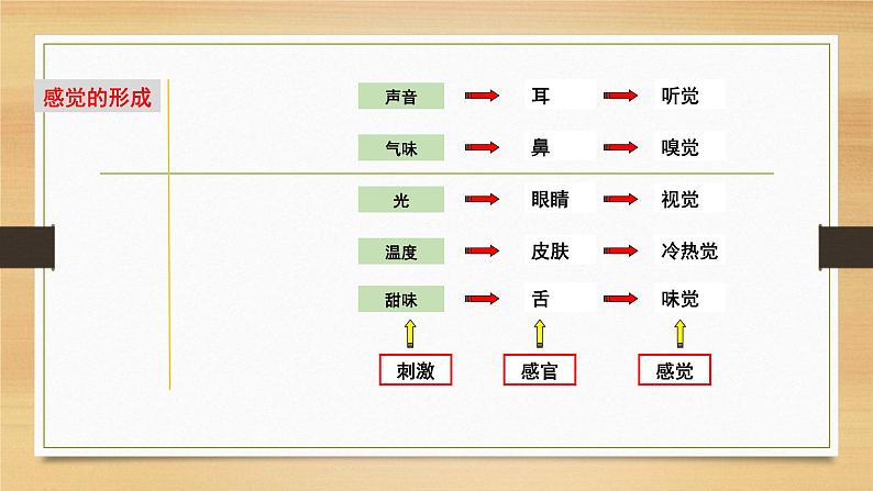 2.1 感觉世界&声音的产生和传播-七年级科学下册知识点讲解与规律总结（浙教版）课件PPT第4页