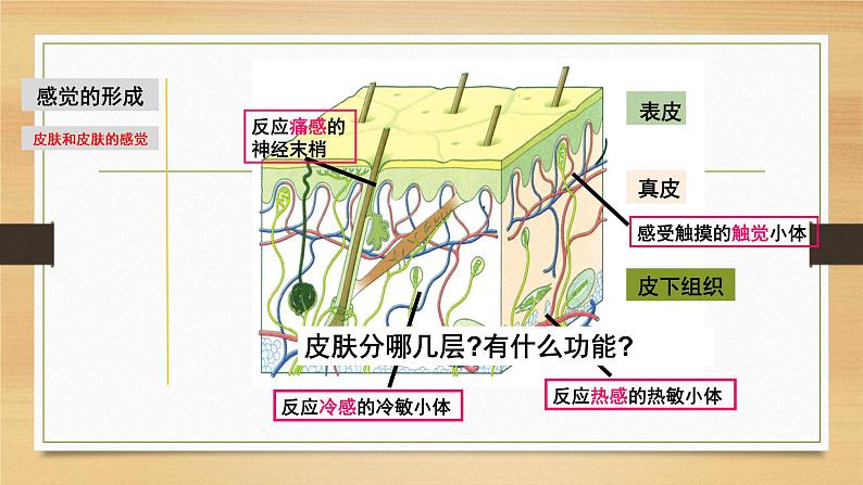 2.1 感觉世界&声音的产生和传播-七年级科学下册知识点讲解与规律总结（浙教版）课件PPT第5页