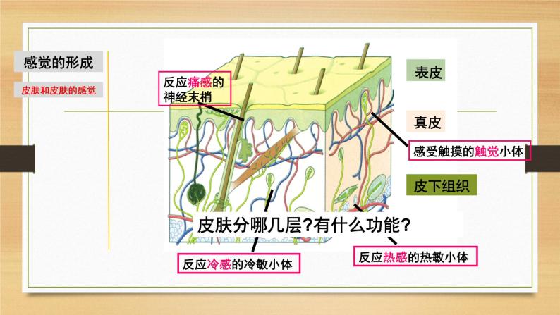 2.1 感觉世界&声音的产生和传播-七年级科学下册知识点讲解与规律总结（浙教版）课件PPT05