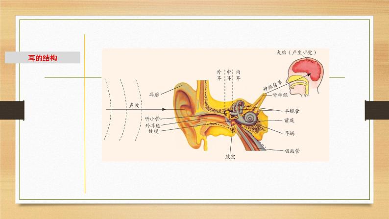 2.2 耳和听觉-七年级科学下册知识点讲解与规律总结（浙教版）课件PPT02