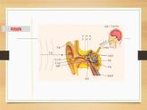 2.2 耳和听觉-七年级科学下册知识点讲解与规律总结（浙教版）课件PPT