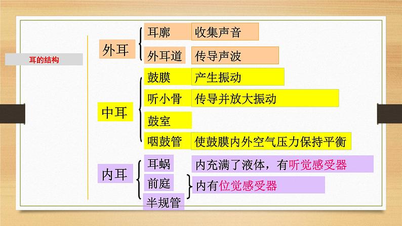 2.2 耳和听觉-七年级科学下册知识点讲解与规律总结（浙教版）课件PPT03