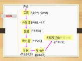 2.2 耳和听觉-七年级科学下册知识点讲解与规律总结（浙教版）课件PPT