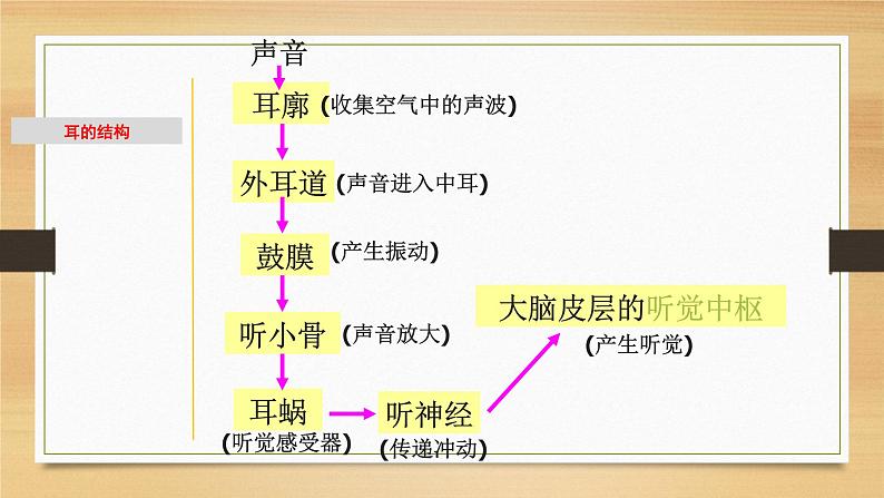 2.2 耳和听觉-七年级科学下册知识点讲解与规律总结（浙教版）课件PPT04