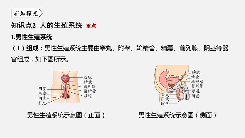 浙教版七年级科学下册课件 第一章 第1节 新生命的诞生第6页