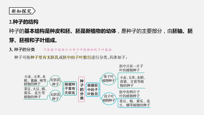 浙教版七年级科学下册课件 第一章 第4节 植物的一生第8页