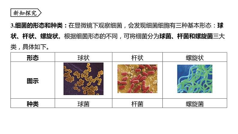 浙教版七年级科学下册课件 第一章 第6节 细菌和真菌的繁殖第5页