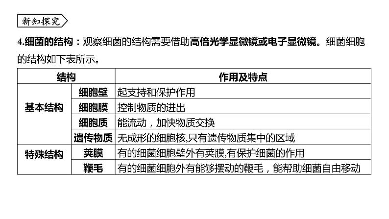 浙教版七年级科学下册课件 第一章 第6节 细菌和真菌的繁殖第6页