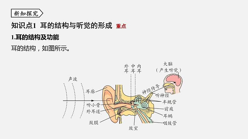 浙教版七年级科学下册课件 第二章 第3节 耳和听觉第3页