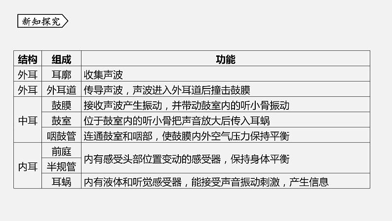 浙教版七年级科学下册课件 第二章 第3节 耳和听觉第4页