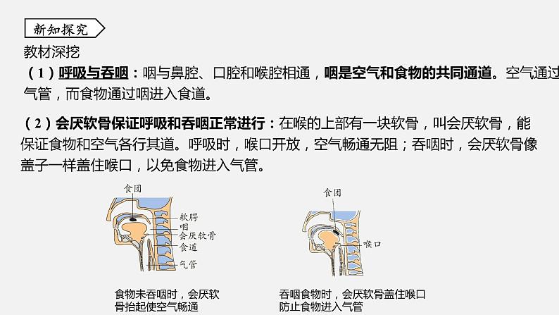 浙教版八年级科学下册课件 第三章  第5节 生物的呼吸和呼吸作用05