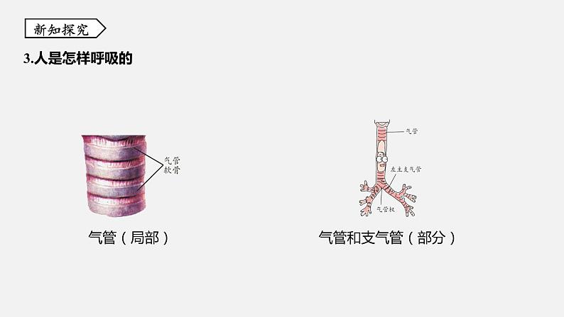 浙教版八年级科学下册课件 第三章  第5节 生物的呼吸和呼吸作用07