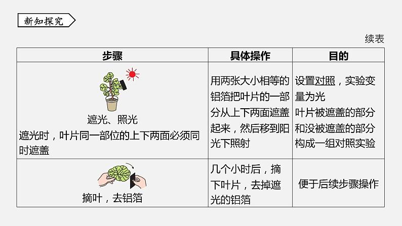 浙教版八年级科学下册课件 第三章  第6节 光合作用07