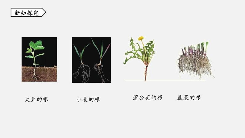 浙教版八年级科学下册课件 第四章  第3节 植物的根与物质吸收04