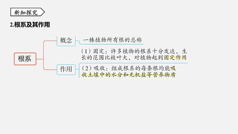 浙教版八年级科学下册课件 第四章  第3节 植物的根与物质吸收05