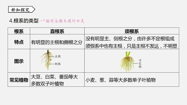 浙教版八年级科学下册课件 第四章  第3节 植物的根与物质吸收07