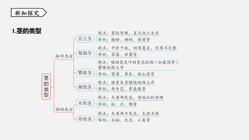 浙教版八年级科学下册课件 第四章  第4节 植物的茎与物质运输04