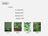 浙教版八年级科学下册课件 第四章  第4节 植物的茎与物质运输