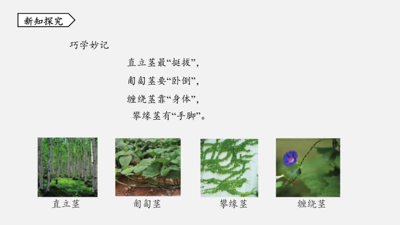 浙教版八年级科学下册课件 第四章  第4节 植物的茎与物质运输05