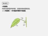 浙教版八年级科学下册课件 第四章  第5节 植物的叶与蒸腾作用