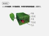 浙教版八年级科学下册课件 第四章  第5节 植物的叶与蒸腾作用