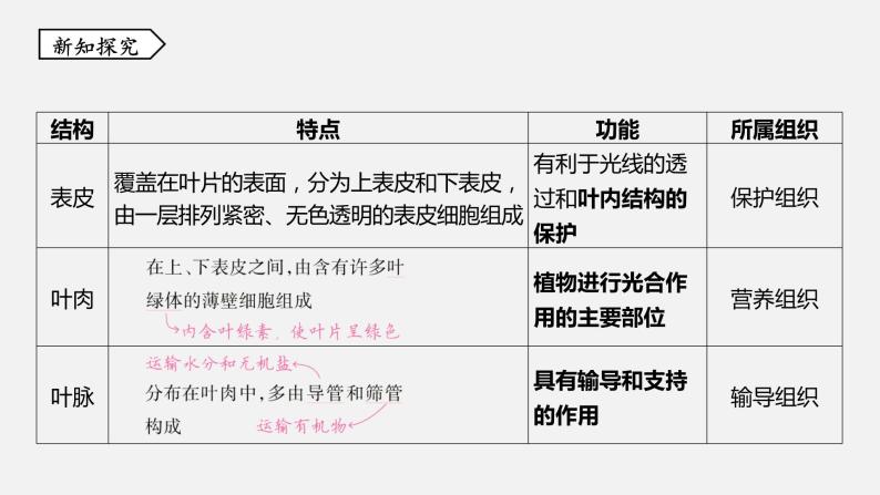 浙教版八年级科学下册课件 第四章  第5节 植物的叶与蒸腾作用06