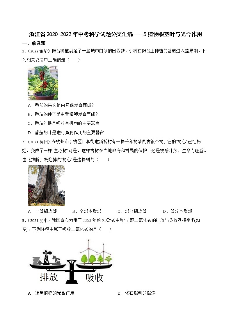 浙江省2020-2022年中考科学试题分类汇编——5植物根茎叶与光合作用（含答案解析）01