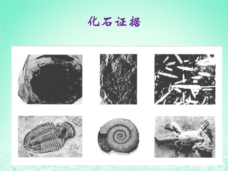 华东师大版科学九年级下册 第二章 第三节 生物进化 课件01第5页