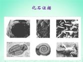 华东师大版科学九年级下册 第二章 第三节 生物进化 课件01