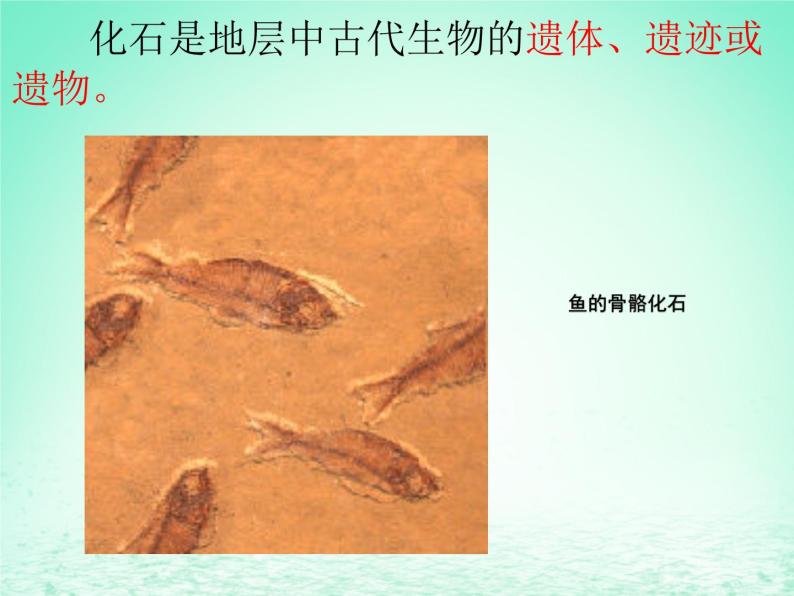 华东师大版科学九年级下册 第二章 第三节 生物进化 课件0106