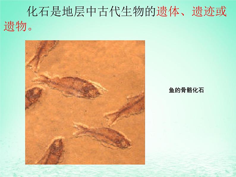 华东师大版科学九年级下册 第二章 第三节 生物进化 课件01第6页