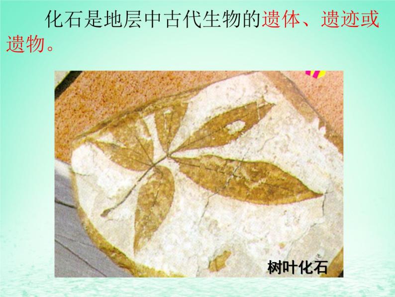 华东师大版科学九年级下册 第二章 第三节 生物进化 课件0107