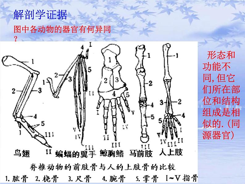 华东师大版科学九年级下册 第二章 第三节 生物进化 课件0204