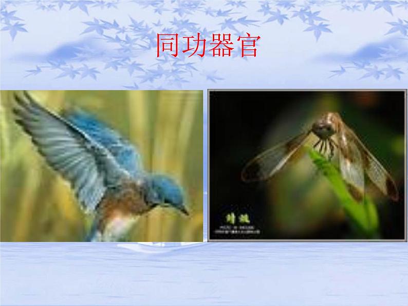 华东师大版科学九年级下册 第二章 第三节 生物进化 课件0206