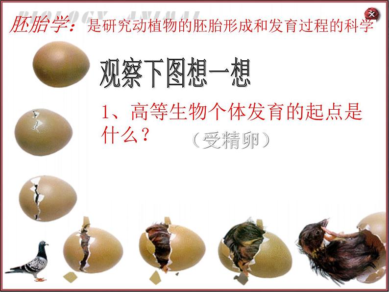 华东师大版科学九年级下册 第二章 第三节 生物进化 课件0208