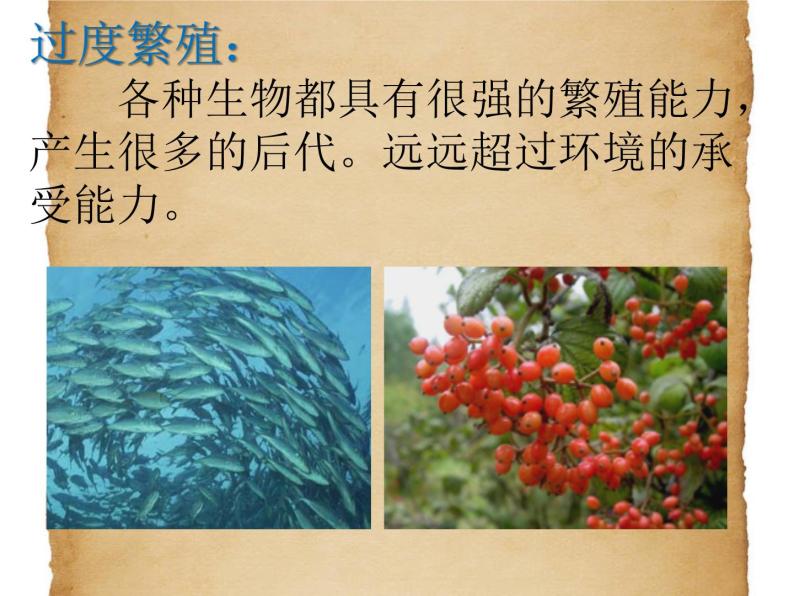 华东师大版科学九年级下册 第二章 第三节 生物进化 课件0305