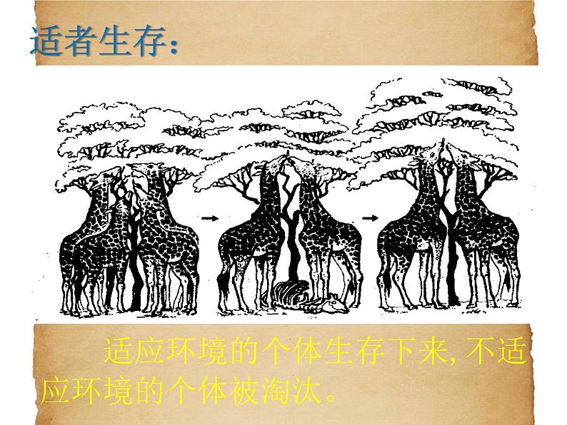 华东师大版科学九年级下册 第二章 第三节 生物进化 课件0307