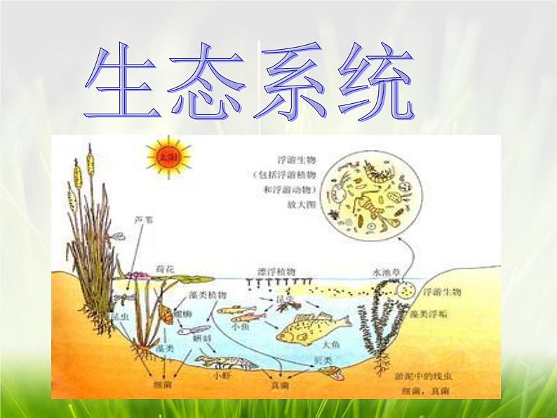 华东师大版科学九年级下册 第二章 第四节 生态平衡 课件0104