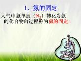 华东师大版科学九年级下册 第三章 第三节 自然界中的氮循环 课件