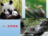 华东师大版科学九年级下册 第五章 第一节 生物的遗传 课件