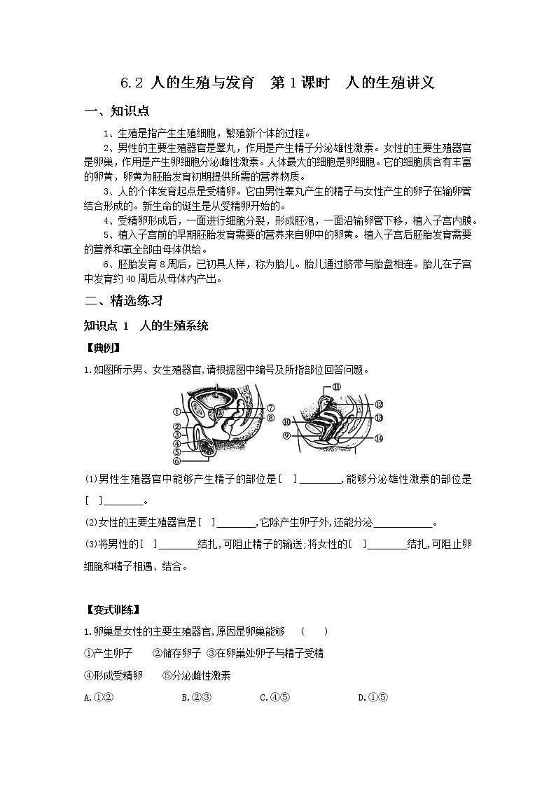 6.2 人的生殖与发育  第1课时　人的生殖-七年级科学下册华师大版精讲练01