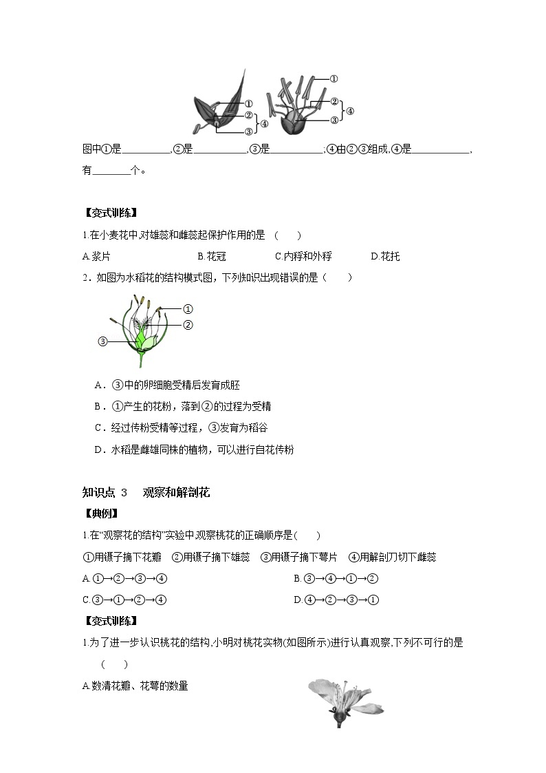 7.1 绿色开花植物的有性生殖和发育  第1课时　花的结构、分类-七年级科学下册华师大版精讲练03