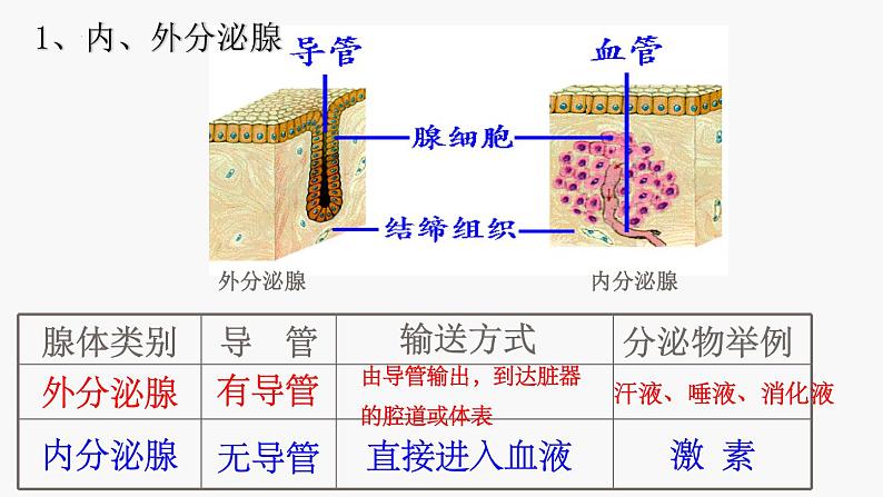 2022-2023学年[浙教版]科学八年级（上）3.2人体的激素调节课件05