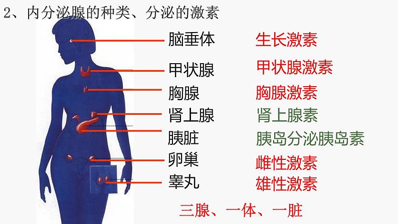 2022-2023学年[浙教版]科学八年级（上）3.2人体的激素调节课件06