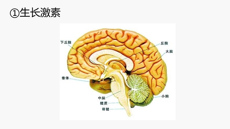 2022-2023学年[浙教版]科学八年级（上）3.2人体的激素调节课件07